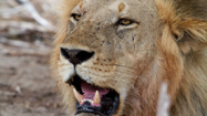 人間の味を覚えたライオン (Lion Attack)の写真