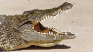 クロコダイル (Crocodile)の写真