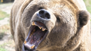 ハイイログマ (Grizzly Bear)の写真