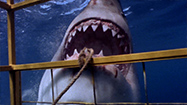 サメに襲われたら (原題: Shark Attack!)の写真