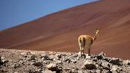 チリのアタカマ砂漠 (原題: Chile's Atacama)の写真