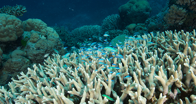 グレート・バリア・リーフ (原題: Great Barrier Reef)の写真