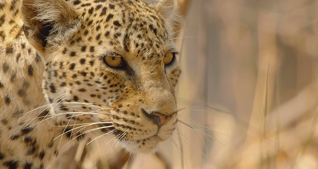 ヒョウ：空腹との闘い (原題: The Hungry Leopard)の写真