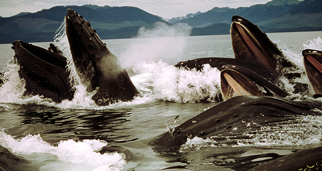 ザトウクジラ (原題: Humpback Whales)の写真