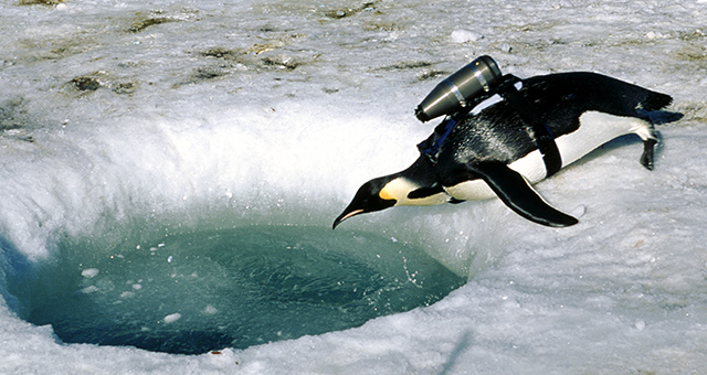 コウテイペンギン (原題: Penguins)の写真