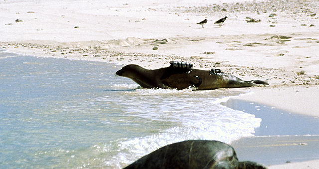 モンクアザラシ (原題: Monk Seals)の写真