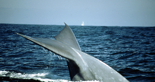 シロナガスクジラ (原題: Blue Whales)の写真