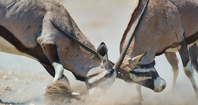 陸の覇権を巡って (原題: Warthogs, Hippos, Mongoose)の写真
