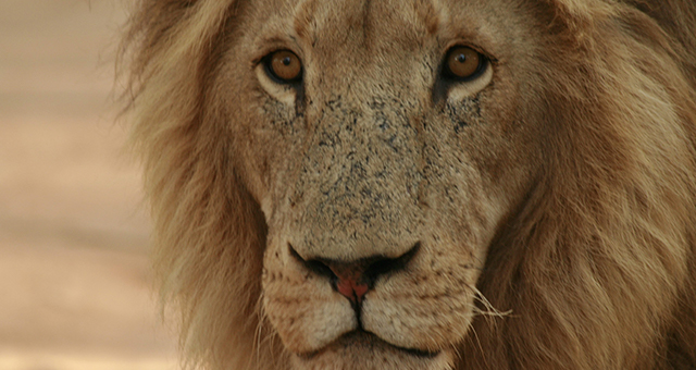 ライオン (原題: Lion)の写真