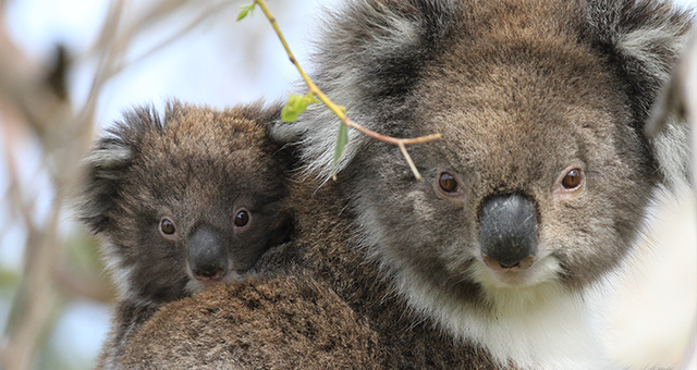 コアラの棲む森 (原題: Koala Forest)の写真