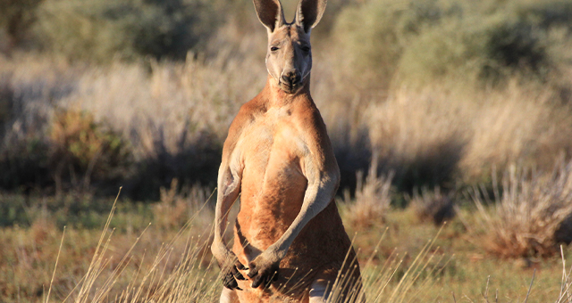 砂漠のカンガルー (原題: Desert of The Red Kangaroo)の写真
