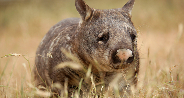 ウォンバットの王国 (原題: Realm of The Wombat)の写真