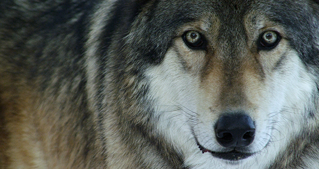 オオカミ王国 (原題: Monster Wolf)の写真