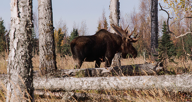 ヘラジカの秘密 (原題: Super Moose)の写真