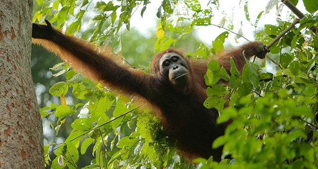 オランウータン：木の上から見る未来 (原題: Orangutan On The Edge)の写真