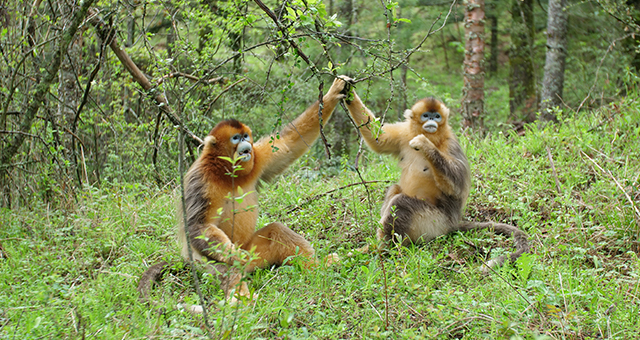 森で生きるキンシコウ (原題: Forest of The Golden Monkey)の写真