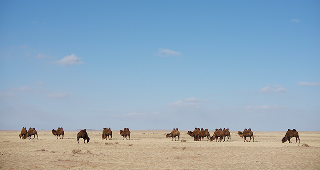 ゴビ砂漠の動物たち (原題: Desert Survivors)の写真