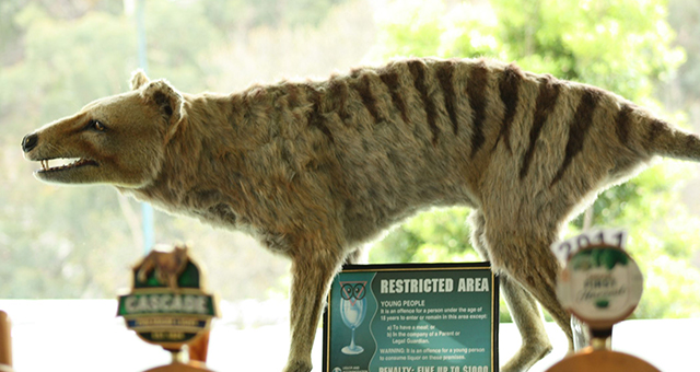 絶滅した猛獣の復活 (原題: Tasmanian Tiger Terror)の写真