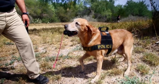 国境警備犬K9 (原題: Canine Alert)の写真