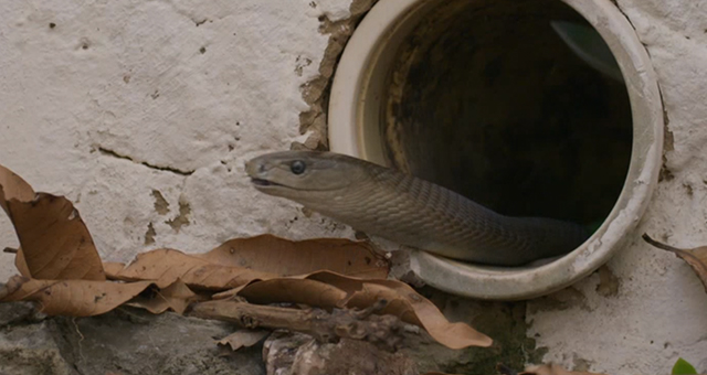 汚物まみれのヘビ (原題: Snakes And Sewage)の写真