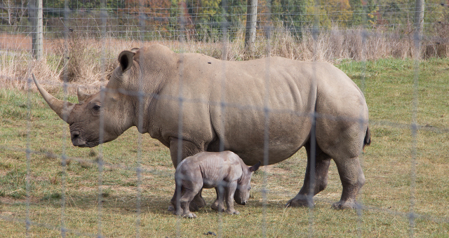 こんにちは！サイの赤ちゃん (原題: Rhino-Mite!)の写真