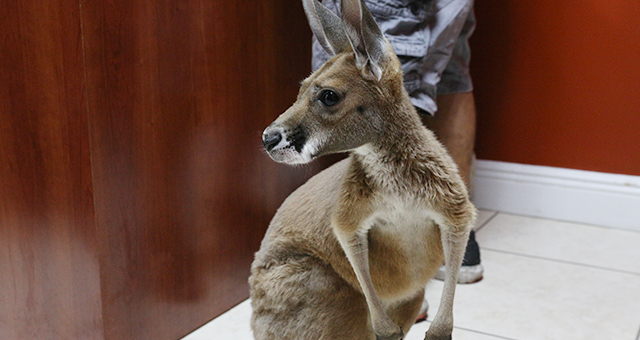 かわいすぎ注意報！カンガルーの赤ちゃん (原題: Baby Kangaroo Alert!)の写真