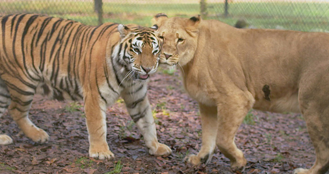 ライオンとトラの共同生活 (原題: Big Love)の写真