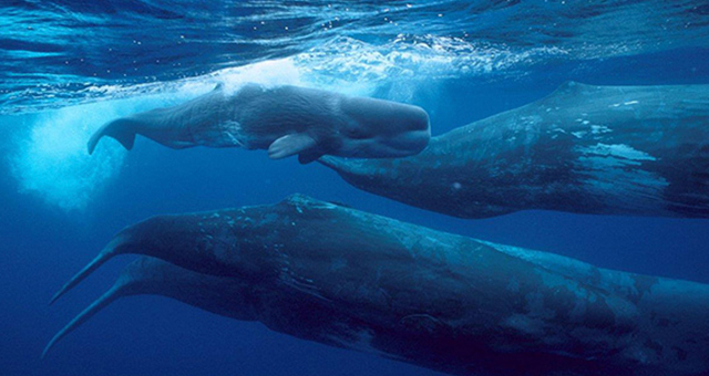 クジラ (原題: Whale)の写真