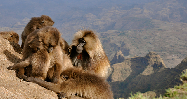 エチオピアの野生動物 (原題: Ethiopia)の写真