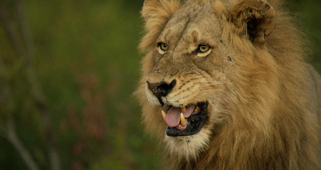クルーガー国立公園のライオン (原題: The Big Hunt)の写真