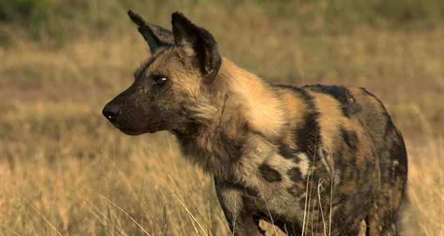 クルーガー国立公園のブチハイエナとリカオン (原題: Spotted Hyena And African Wild Dog)の写真