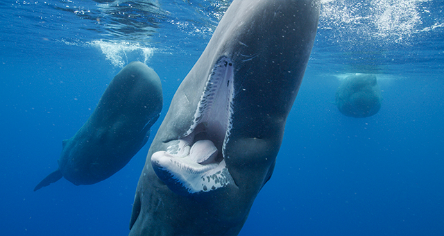 海の巨人 マッコウクジラ (原題: Ocean Giants)の写真