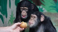 人間とチンパンジー：DNA2％の相違の写真