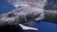 巨大イカ VS マッコウクジラの写真