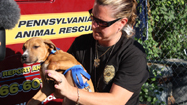 動物犯罪捜査官SPCA