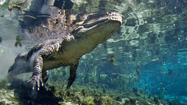 世界大自然紀行：フロリダの写真