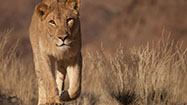 消えゆく王 ～ナミブ砂漠のライオンの写真