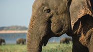 野生動物との共存 特集