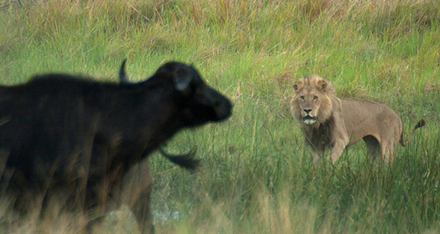 因縁の対決：ライオン vs バッファローの写真