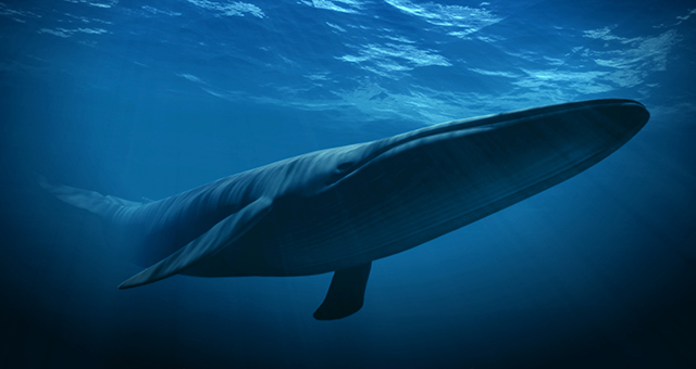 シロナガスクジラ 神秘の王国の写真