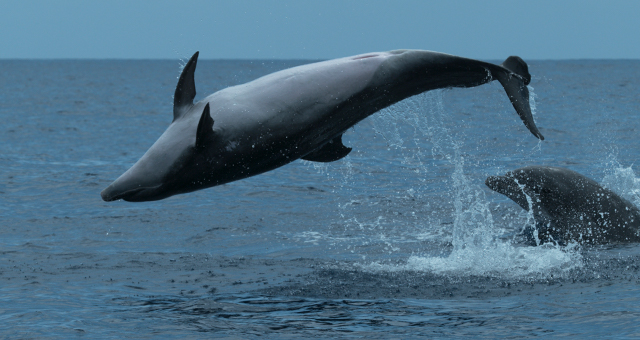 クジラたちの深海への旅の写真