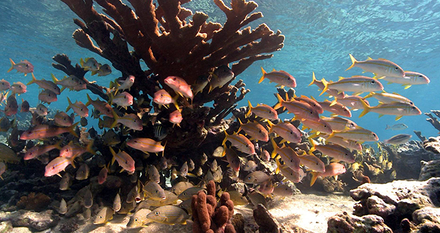 カストロが愛したサンゴ礁の写真