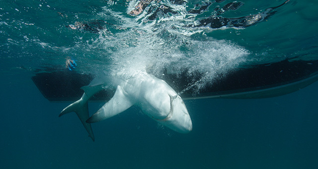 血戦！サメ vs イルカの写真