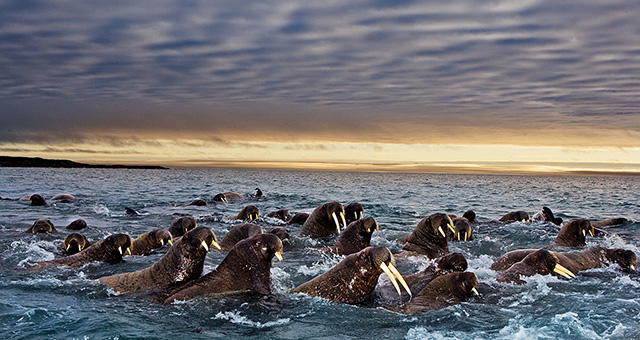 アラスカに生きる捕食者たちの写真