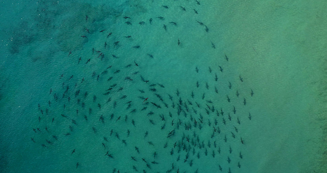 ざわつく！ビーチのサメ群団の写真
