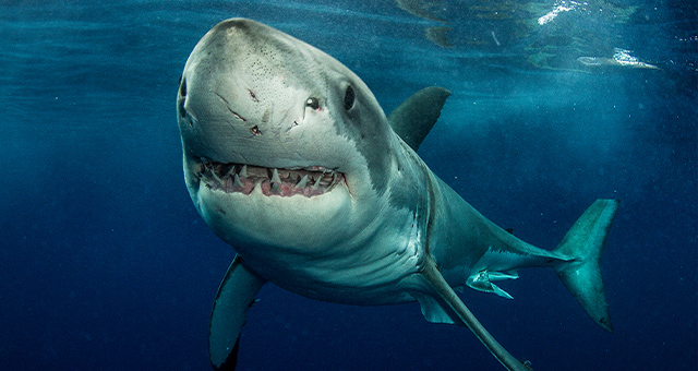 サメの惑星：最恐サバイバーの写真