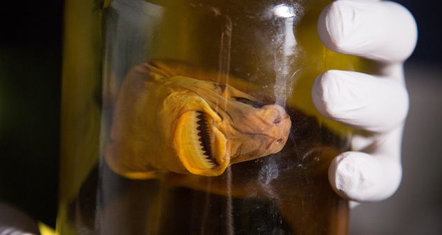 【ワイルド ネイチャー】特集：シャーク・バイト・ナイトの写真