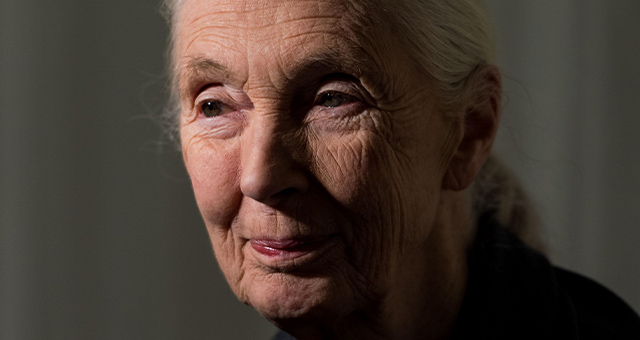 【ワイルド ネイチャー プラス】追悼：ジェーン・グドールの写真