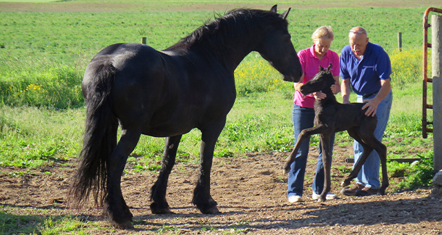 ウマ年！ドクター・ポールの写真