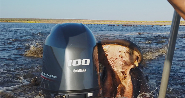 野生動物との遭遇の写真